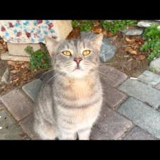 Homeless street cat with smoky gray fur talks to me by meowing