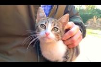 🐾💔Orphaned Kittens Jumped On My Lap For Love – Tears Will Fill Your Eyes!