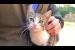 🐾💔Orphaned Kittens Jumped On My Lap For Love – Tears Will Fill Your Eyes!