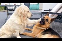 Golden Retriever Demands Attention From Her Funny German Shepherd 😂🐶