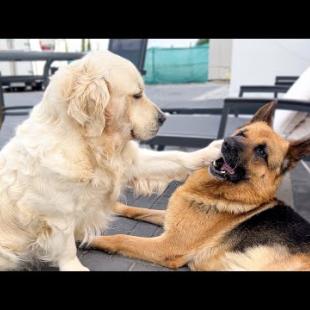 Golden Retriever Demands Attention From Her Funny German Shepherd 😂🐶