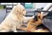 Golden Retriever Demands Attention From Her Funny German Shepherd 😂🐶