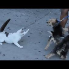 Stray Cat Sits on Sidewalk Pawing Playfully at Pedestrians - 1127917
