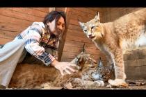 РЫСЬ НАПАЛА НА ТЕЛЕФОН / Бобкэт Руфус и свинья / Мейн-кун гоняется за кошкой / Еноты и арбуз