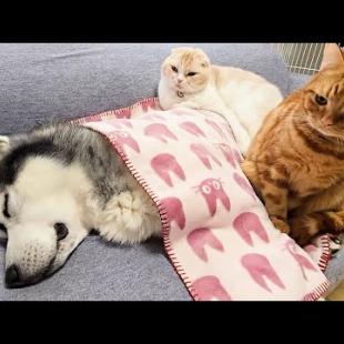 ハスキー犬が体調を崩して猫達が心配してます...