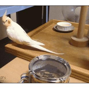 A cockatiel joins a drum beat.
