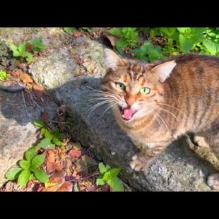 Hungry street cat meows loudly for affection and food