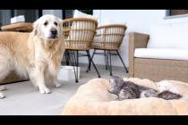 Golden Retriever Shocked by the Kittens occupying his bed!