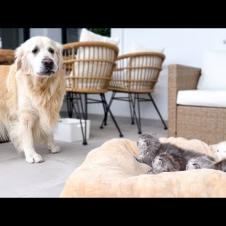 Golden Retriever Shocked by the Kittens occupying his bed!