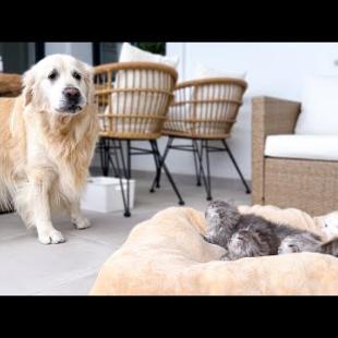 Golden Retriever Shocked by the Kittens occupying his bed!
