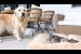 Golden Retriever Shocked by the Kittens occupying his bed!