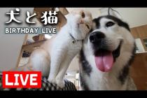 犬と猫の親バカ日記 お誕生日ライブ