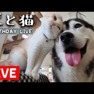 犬と猫の親バカ日記 お誕生日ライブ