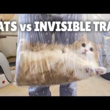Cats vs Invisible Trap