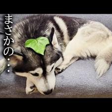 ハスキー犬が素敵な帽子をかぶってた結果...