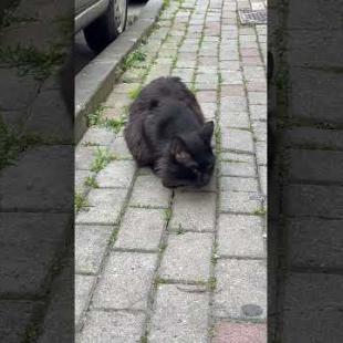 We meet the fluffy black homeless street cat #shorts #catshorts #cat #kitten #cats #catlover #cute