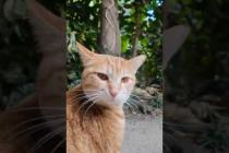 並木道を歩いていたら猫がこっちに寄って来た