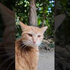 並木道を歩いていたら猫がこっちに寄って来た