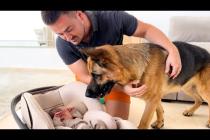 German Shepherd Meets Newborn Baby for the First Time!