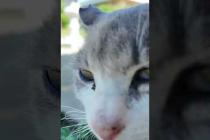 猫島のお寺で出会った猫がかわいすぎる