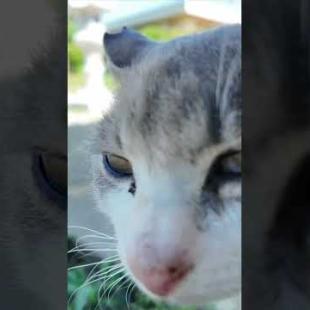 猫島のお寺で出会った猫がかわいすぎる