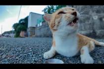 道端に落ちてる猫たちにちゅーるあげたら可愛すぎて通行人も笑顔に💖🐾