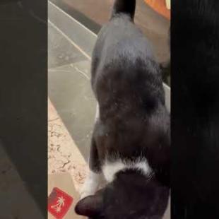 Feeding a poor, very hungry street cat #catshorts #shorts #cat #cats #kitten #poor