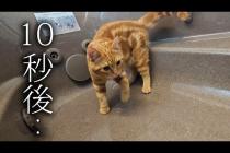 子猫と一緒に生まれて初めてお風呂で...