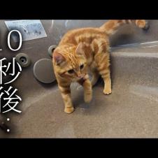 子猫と一緒に生まれて初めてお風呂で...