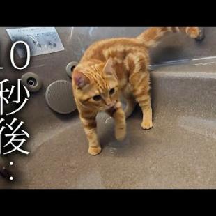 子猫と一緒に生まれて初めてお風呂で...