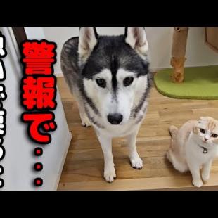 外出中に火災警報器がなったので急いで家に引き返したら...