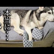 寒いので暖かいスリッパを購入したら自分のだと思った犬と猫がこうなってた