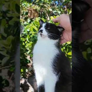 海辺の猫ちゃん達、石段の上に集まってきた