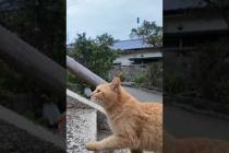 猫島の港近くの神社に行くと喜んで階段を駆け上がる猫たちがいて愉しい #ImpressedCatVideo #catisland #猫