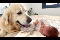 Golden Retriever Loves Newborn Baby