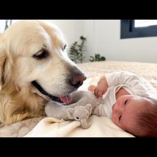 Golden Retriever Loves Newborn Baby
