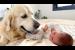 Golden Retriever Loves Newborn Baby