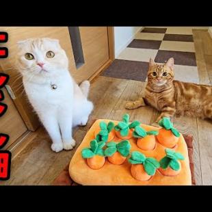 にんじん畑をプレゼントしたら本能にめざめた...