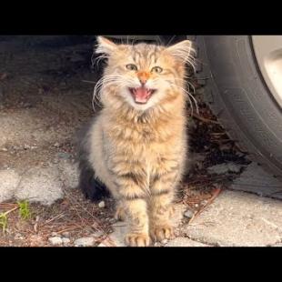 Furry tabby cat meows and talks to me