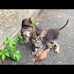 Poor, lonely kittens need lots of attention, emotional video