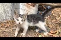 Homeless, cute kittens in the forest are playing a climbing game