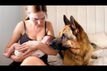 German Shepherd Refuses to Leave Mother with Newborn Baby Alone