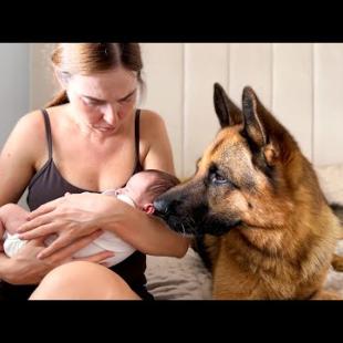 German Shepherd Refuses to Leave Mother with Newborn Baby Alone