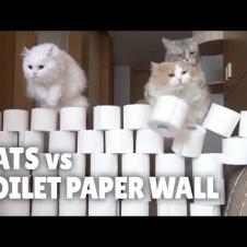 Cats vs Toilet Paper Wall