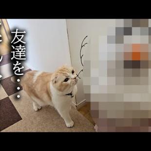 こっそり友達を連れ帰ったら先住猫と犬が大変なことに...