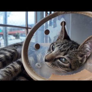 【今週の猫まとめ】未公開映像大放出！四国猫宿ハシゴ編🐾💖-2025/7/4w