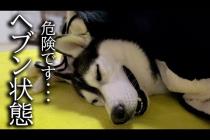 こたつを出したら寒がりな猫と犬が秒でこうなっちゃいました...