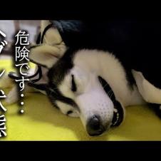 こたつを出したら寒がりな猫と犬が秒でこうなっちゃいました...
