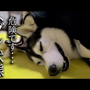 こたつを出したら寒がりな猫と犬が秒でこうなっちゃいました...