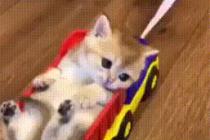 고양이 전용 유모차